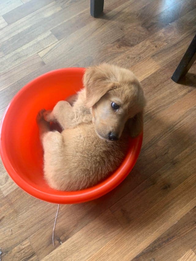 Cute Puppy In A Bowl