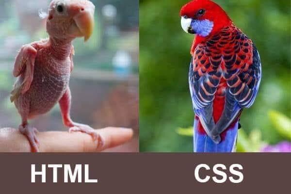HTML & HTML+CSS
