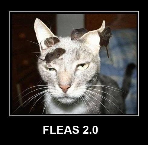 Flea 2.0