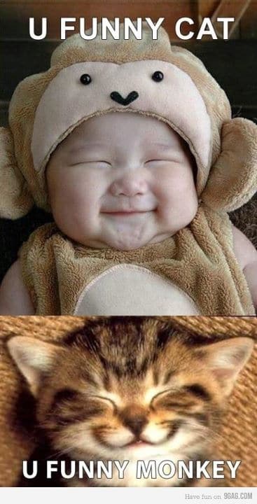 Kittens vs Babies