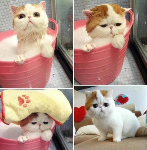 Funny and cute cats