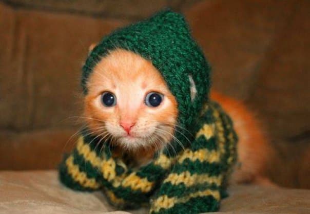 Kitten is Too cold