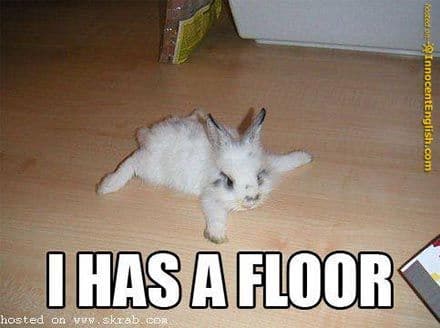 funny-floor-bunny